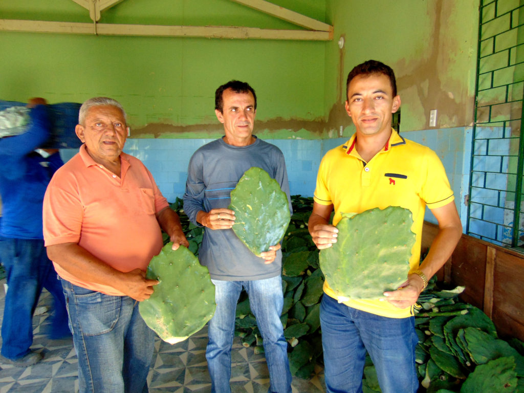 Romário Lima e técnicos da agricultura recebendo palma forrageira. (Foto: Valdecir Gomes)