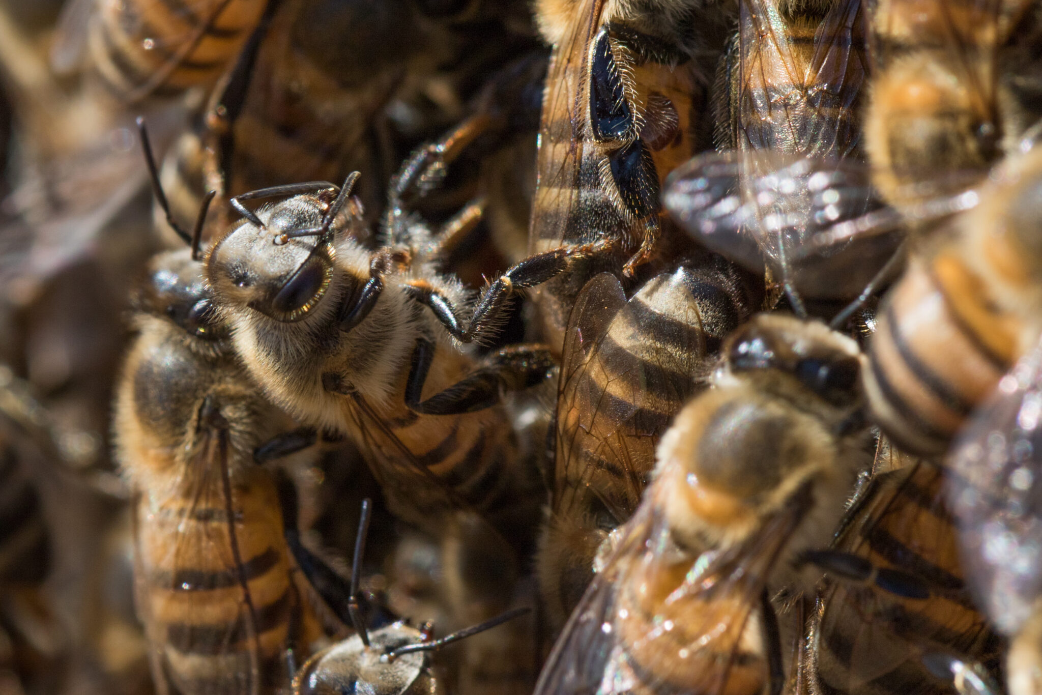 Bombeiro atacado por abelhas em Quixadá sofre choque anafilático e é levado para o IJF